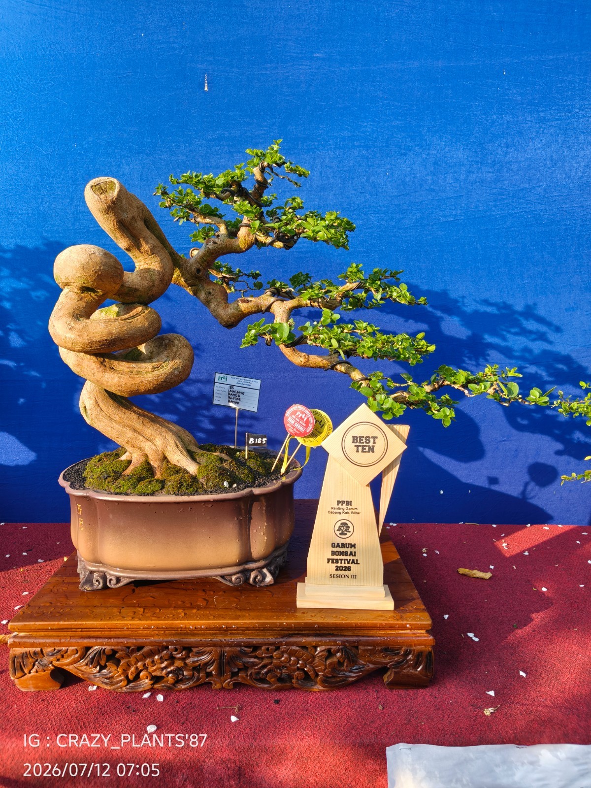 REAL PICT – Premna Microphylla Bonsai Tree – Big Size -RARE EXCLUSIVE EXHIBITION