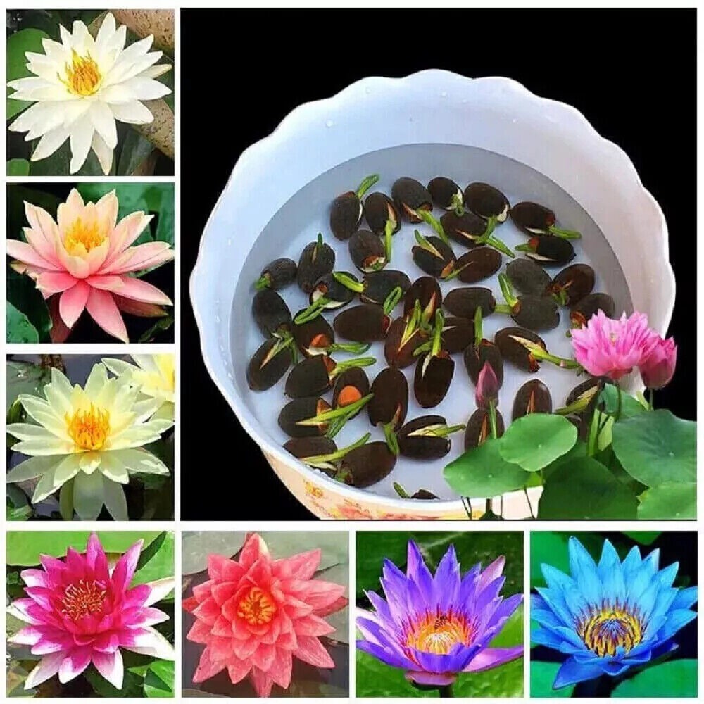 30Seeds Lotus Mix FlowerSeed Hand Picked Aquatic Plants Water GardenSeeds US