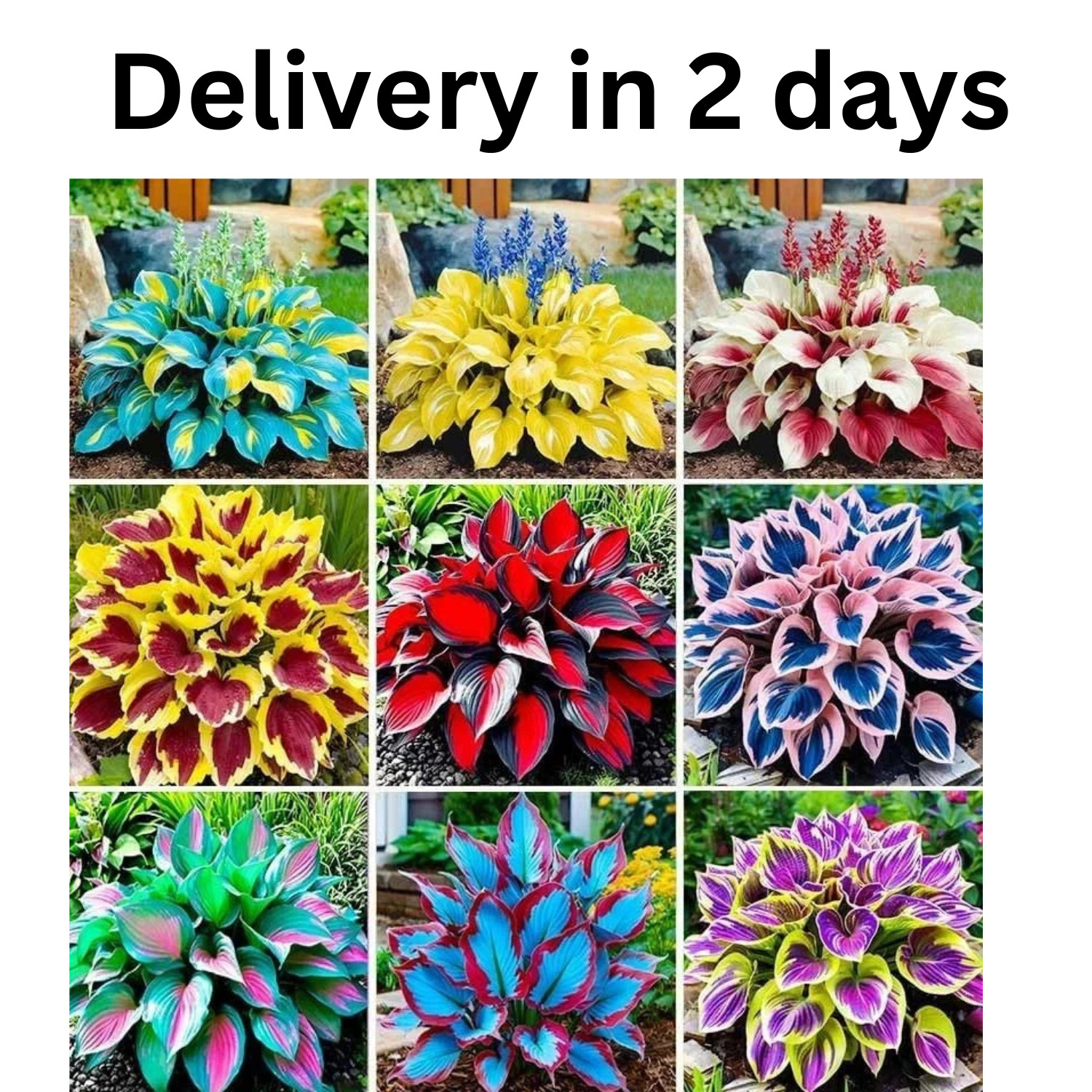 400Pcs Perennial Hosta Seed for Planting- Non-GMO Heirloom Plant Seeds Garden Ou