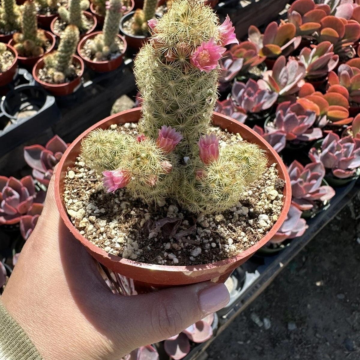 Mammillaria Elongata Lady Finger Live Cactus Copper King, Plants Rare Plants US