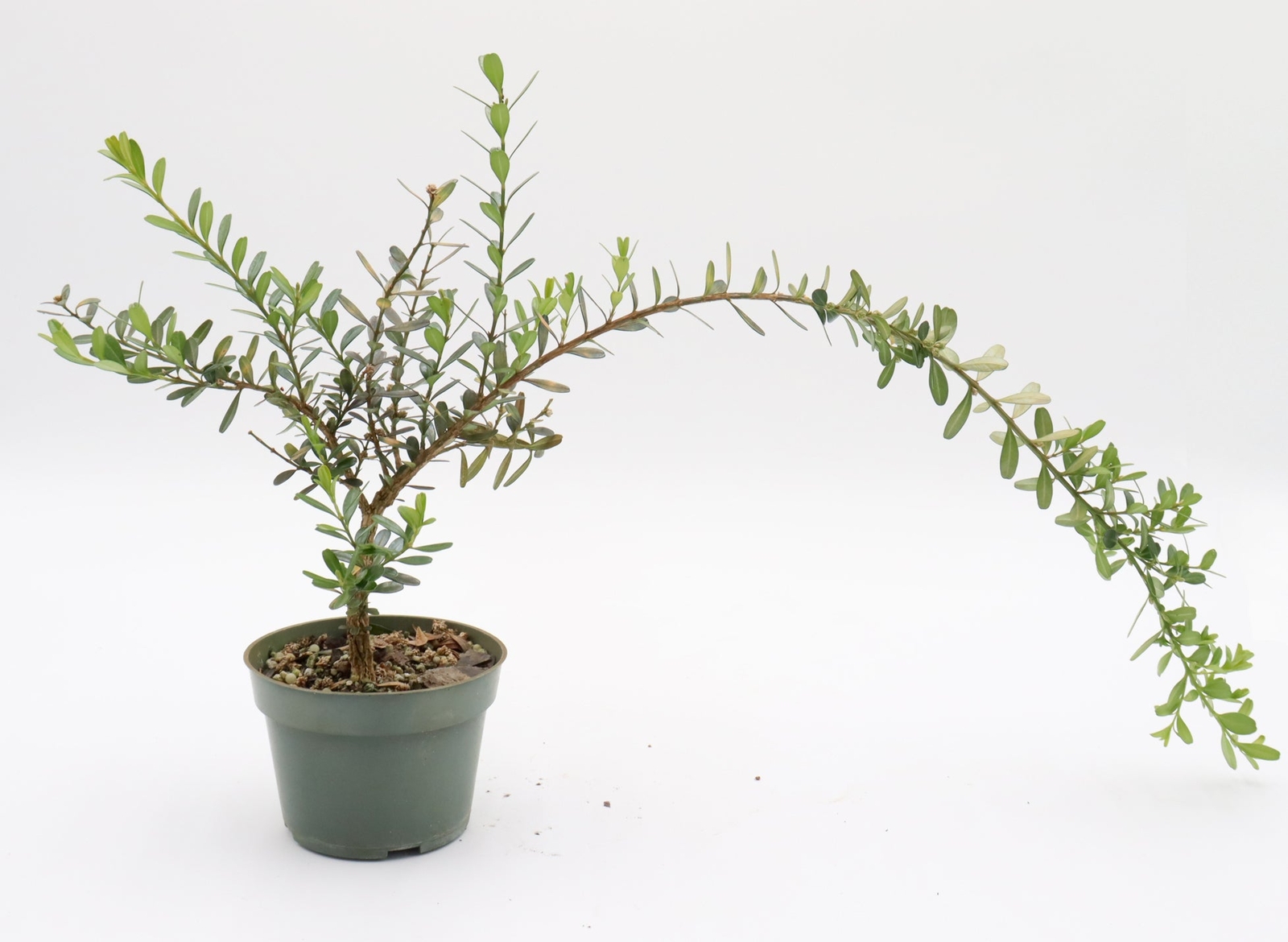 Assorted Harland Boxwood Cuttings in Four Inch Plastic Pots