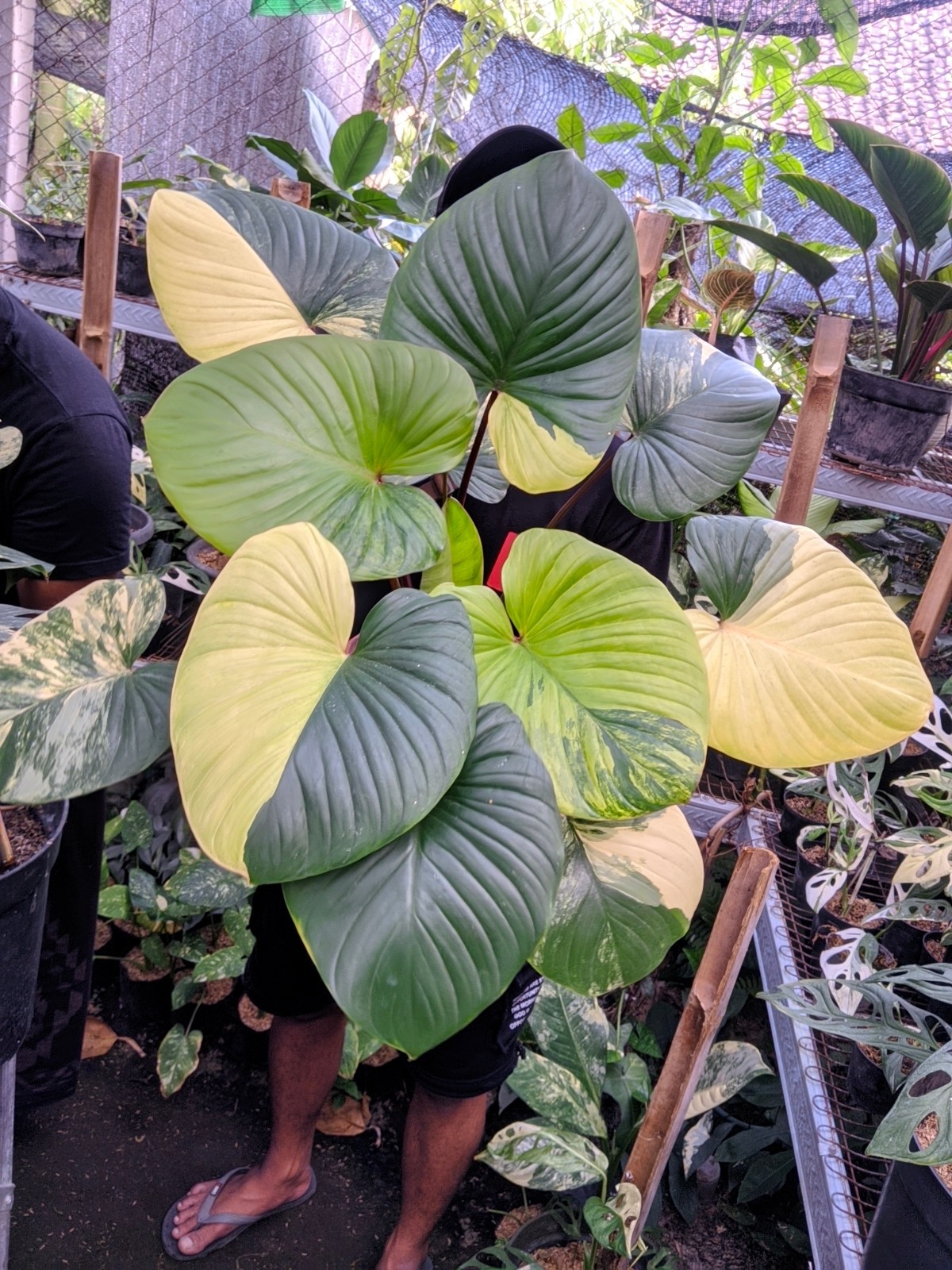 Homalomena Rubescens Variegated Large Size Real Picture