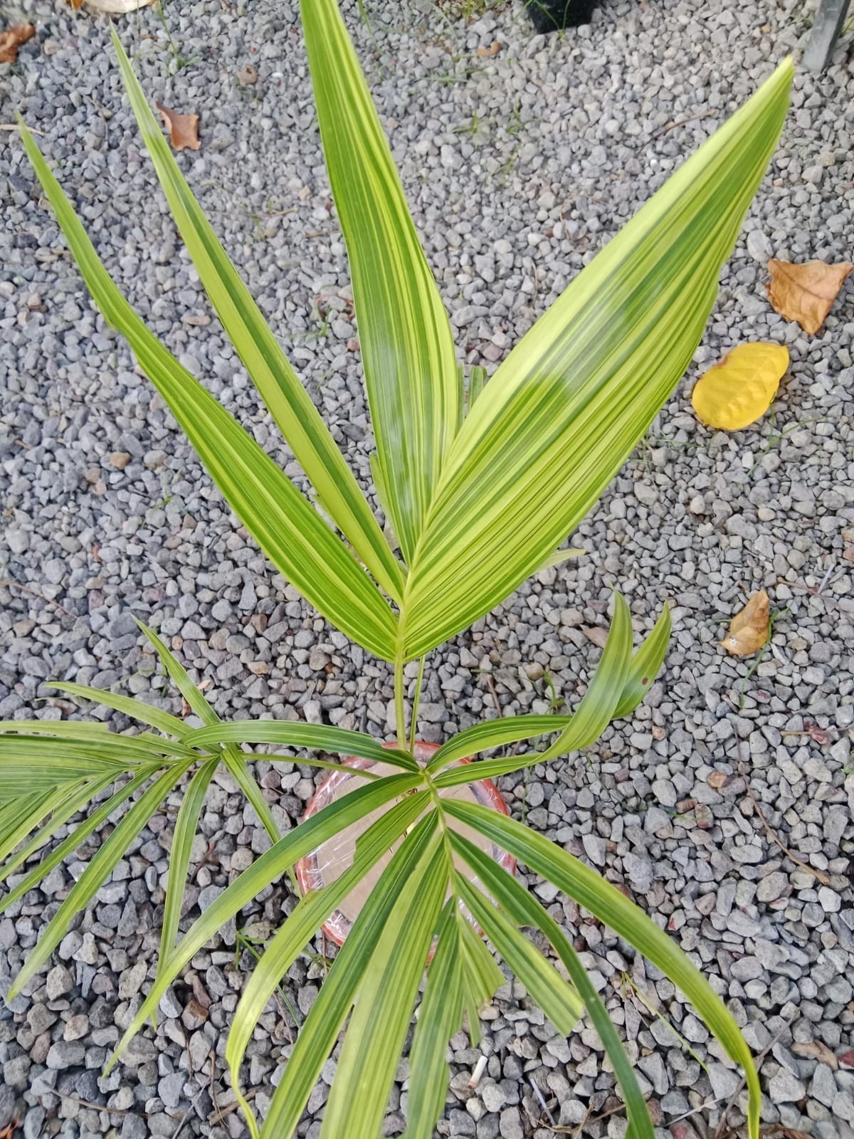 Real Palm Chamaedorea Elegans Variegata Live | Rare Variegated Parlor Palm