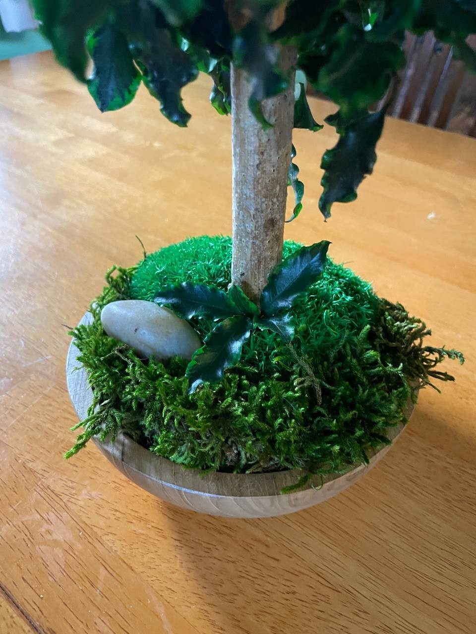 Handmade Preserved Bonsai Tree Pittosporum Stabilized Natural Indoor Home Decor