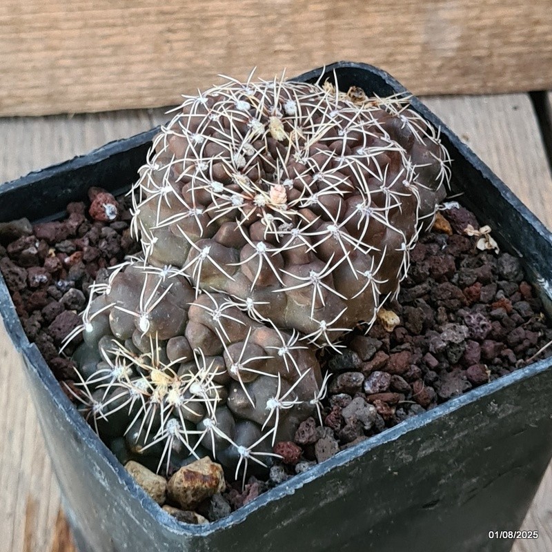 D5680 GYMNOCALYCIUM BALDIANUM CRESTED pot10-H5-W11 cm MaMa Cactus
