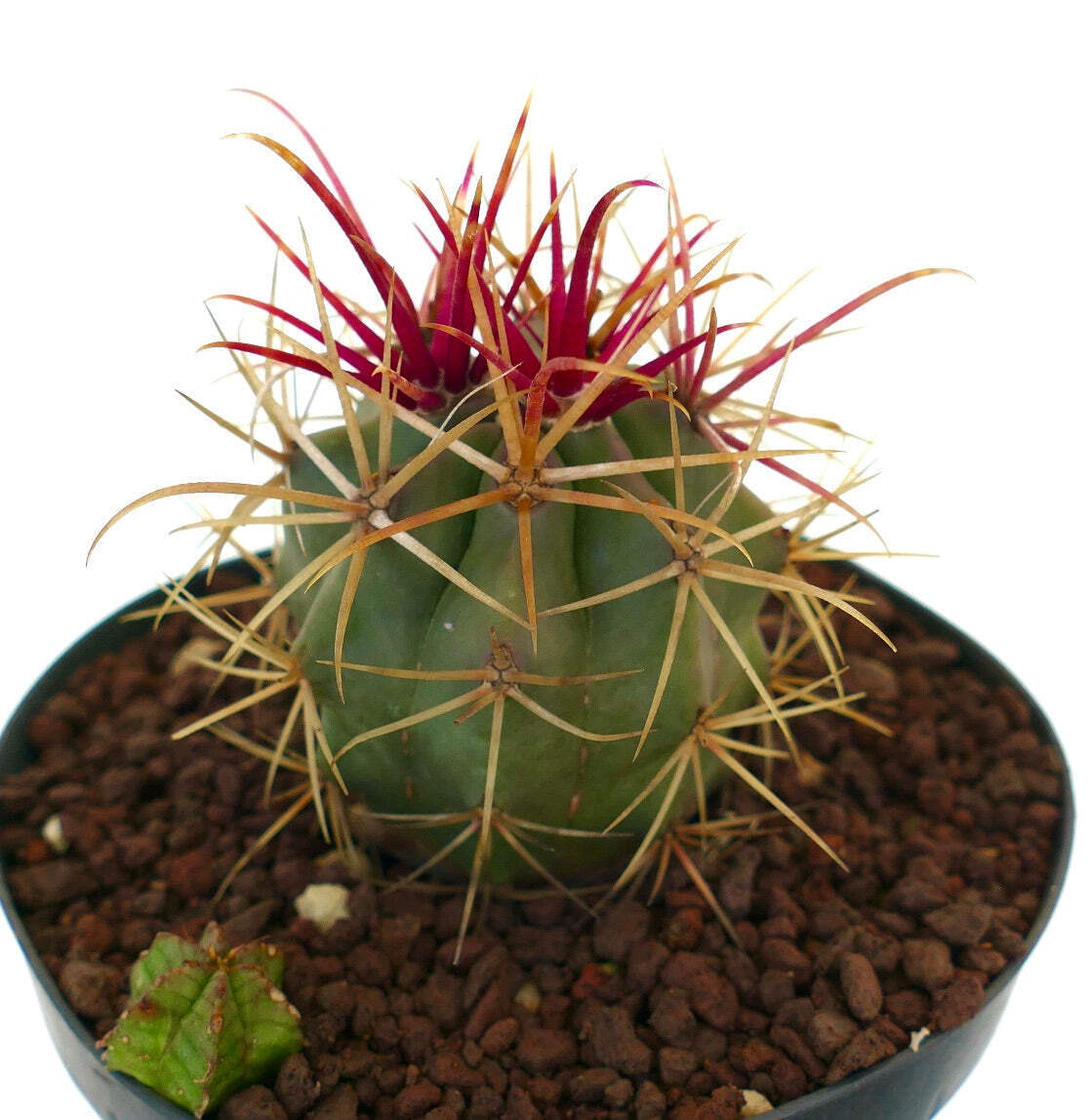 Ferocactus cylindraceus x rectispinus + Euphorbia – California barrel cactus | C