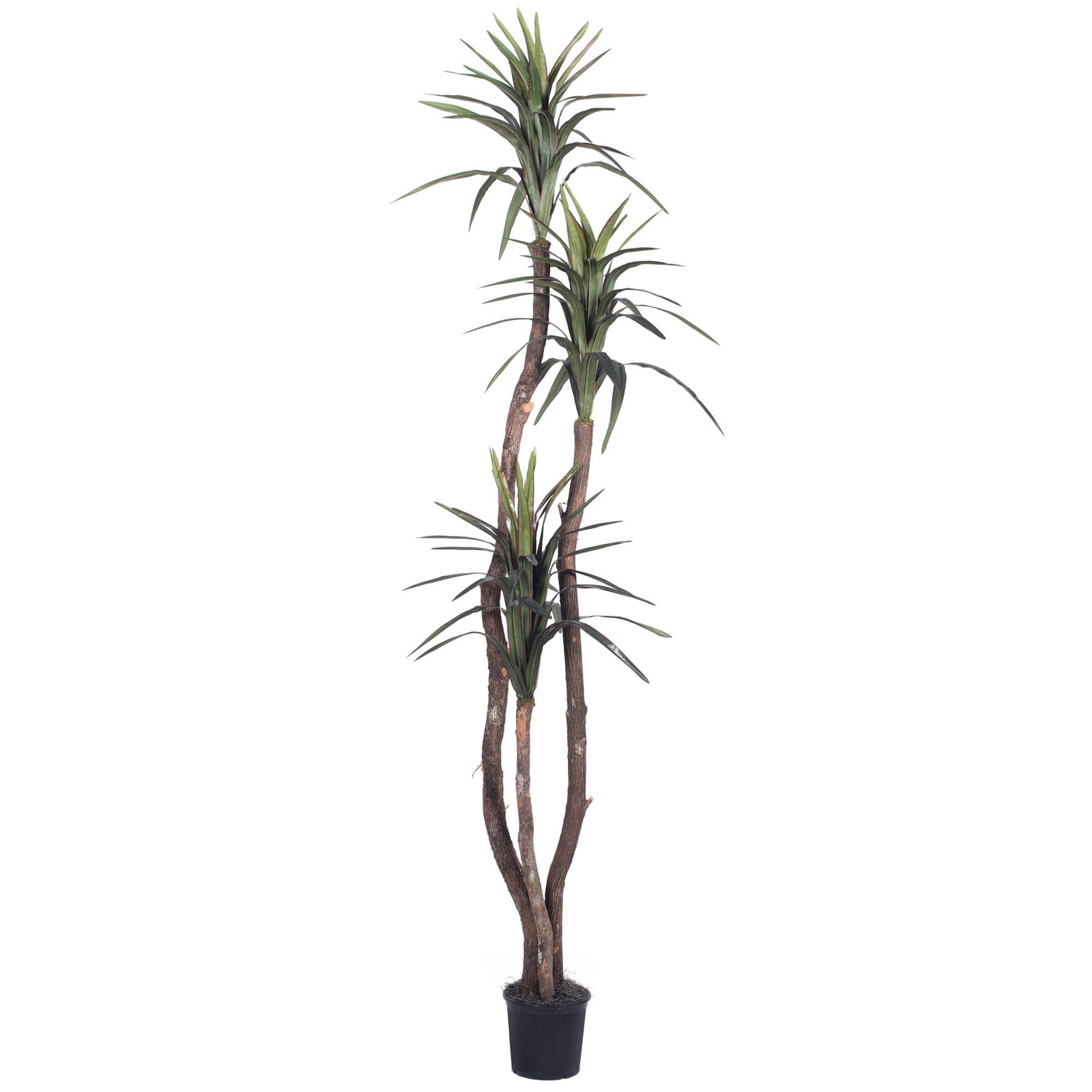 Vickerman 6.5′ Artificial Marginata Deluxe Tree with Black Plastic Pot in Green