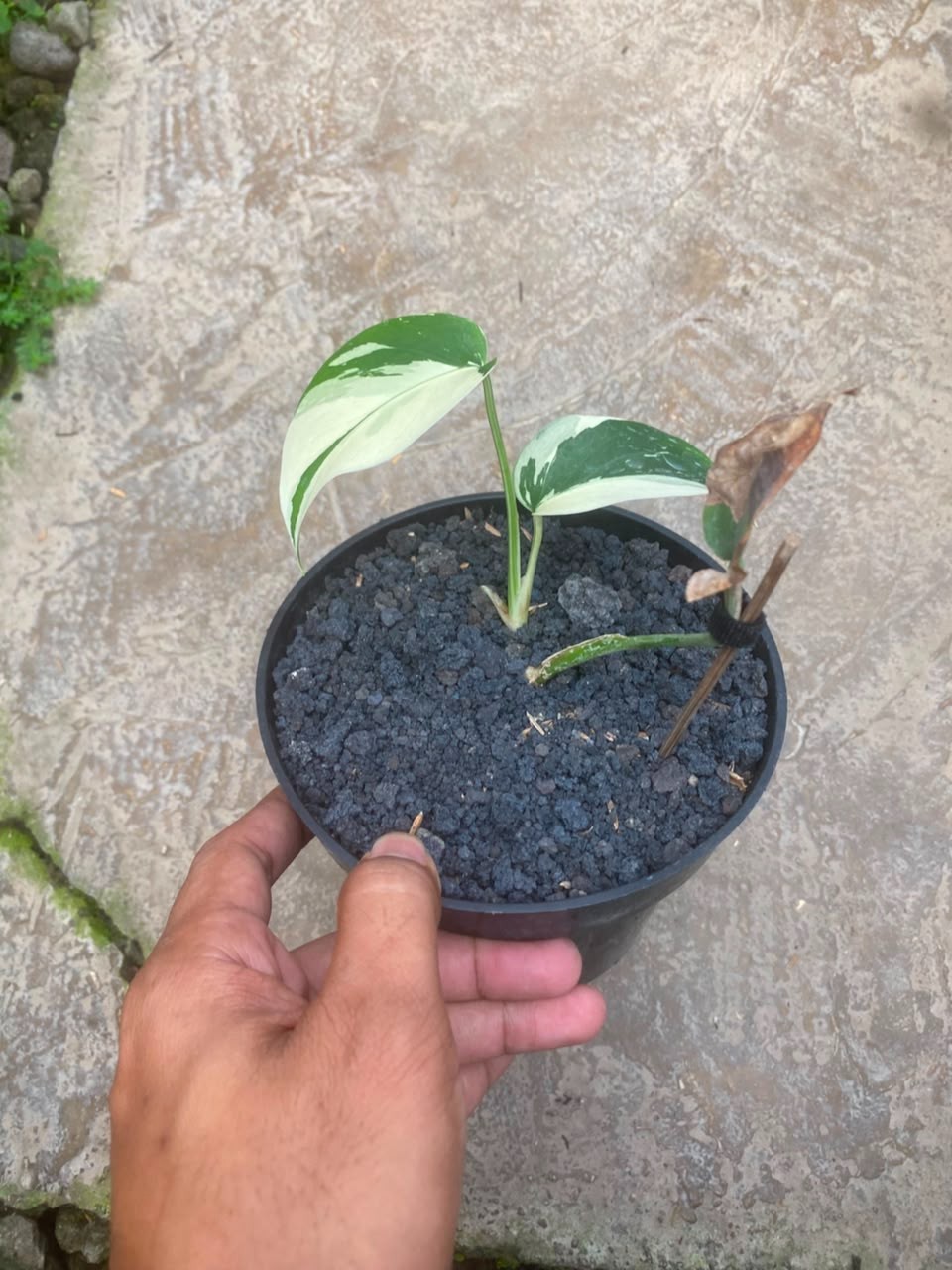 Monstera Jungle Mint 1, Rare Variegated Monstera, Real Picture, Aroid Houseplant