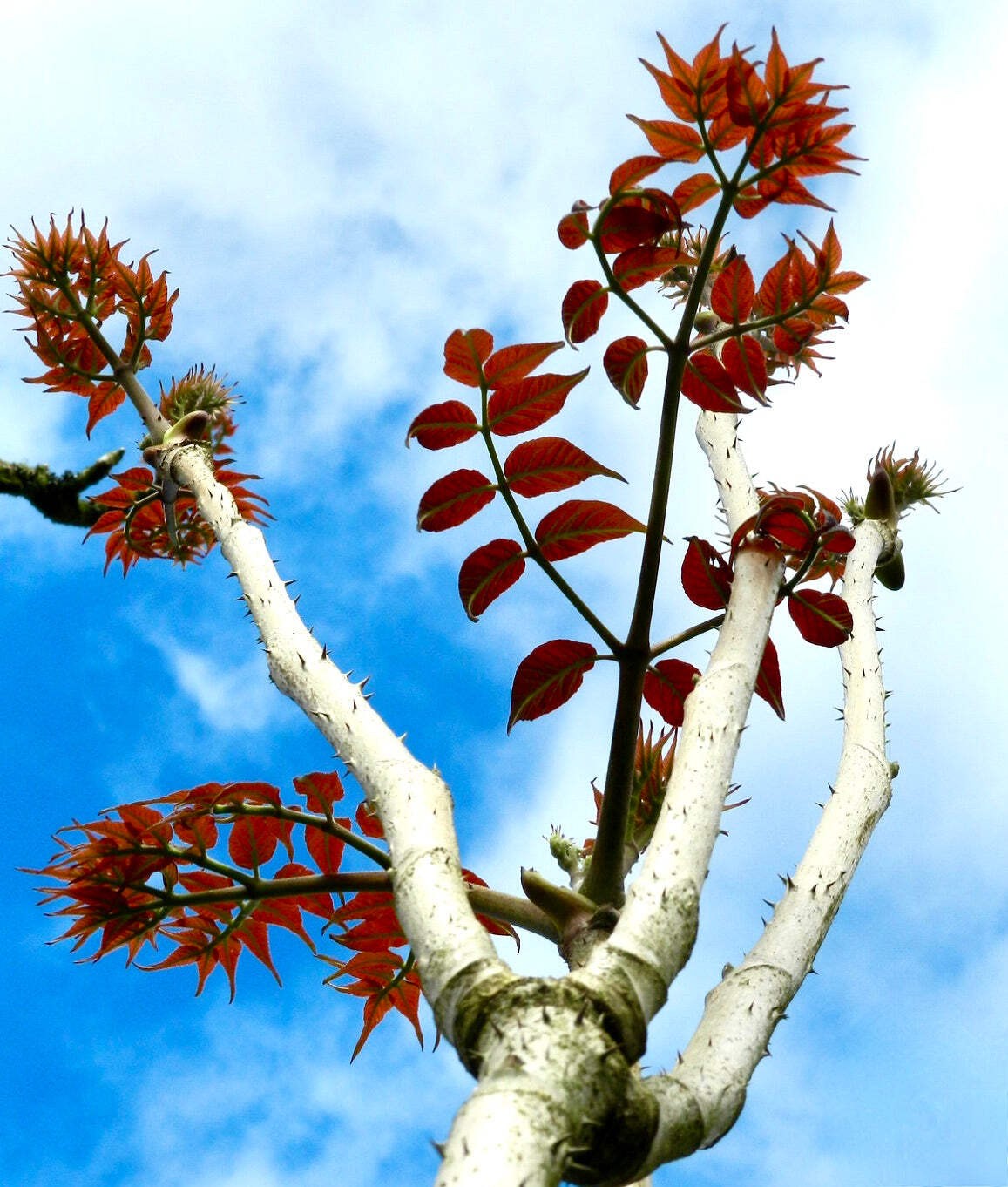 Aralia elata 100-125cm | Japanese angelica tree | Devil’s walking stick – Japane