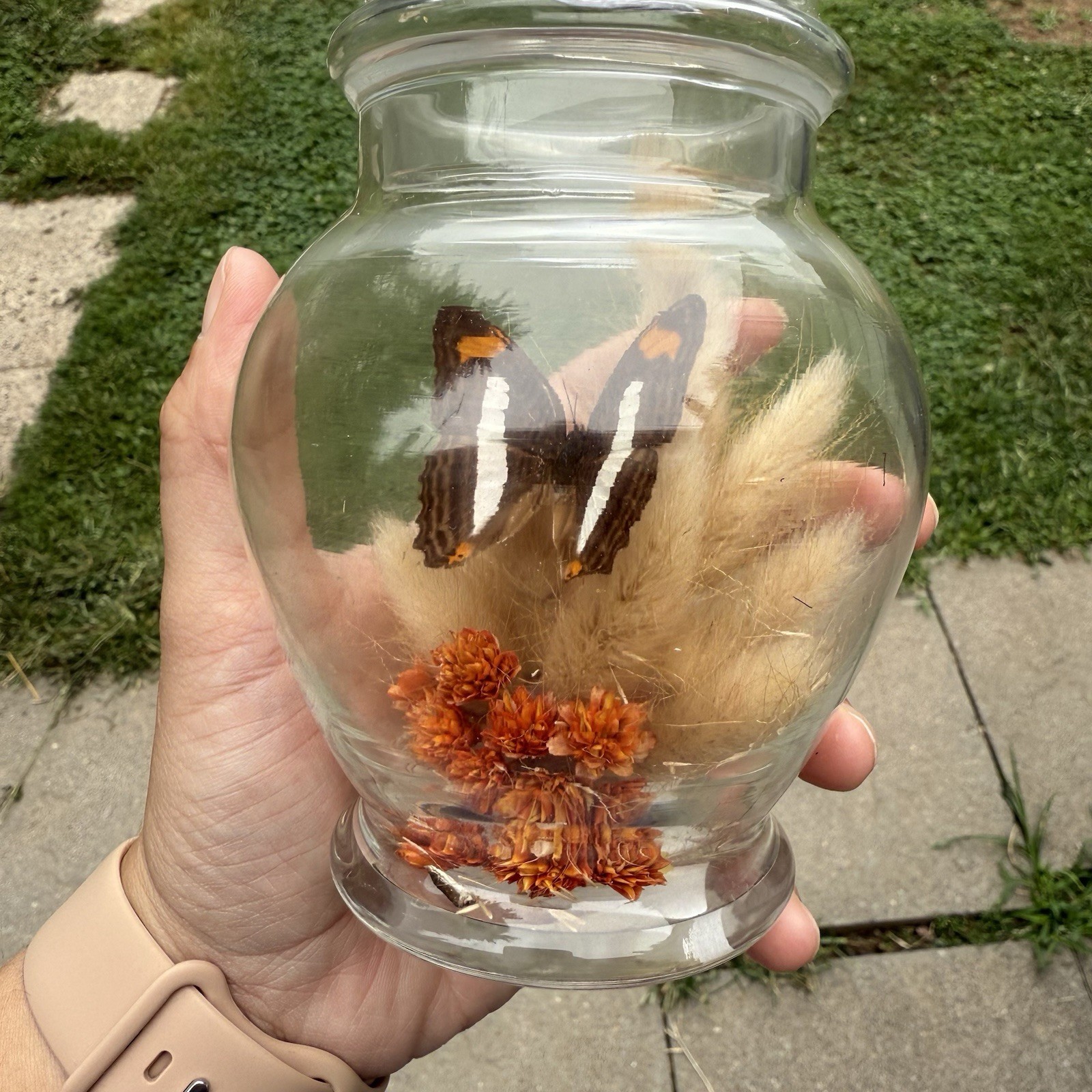 Vintage Glass Dome Apothecary Butterfly Terrarium Boho MCM Cottagecore 7” Floral