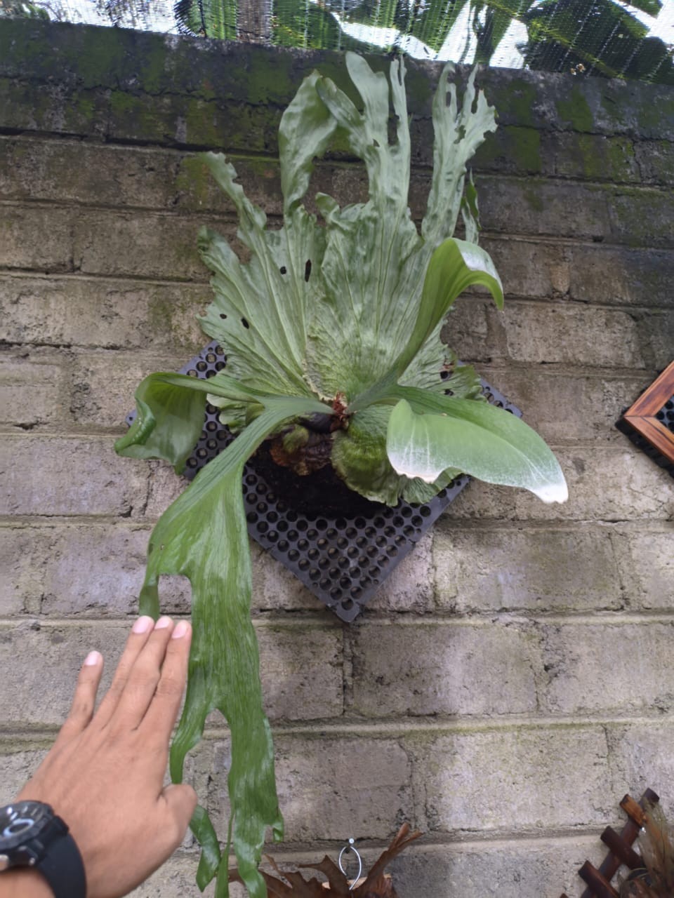 Real Picture Platycerium Wandae Big Size Rare Plant Price $750