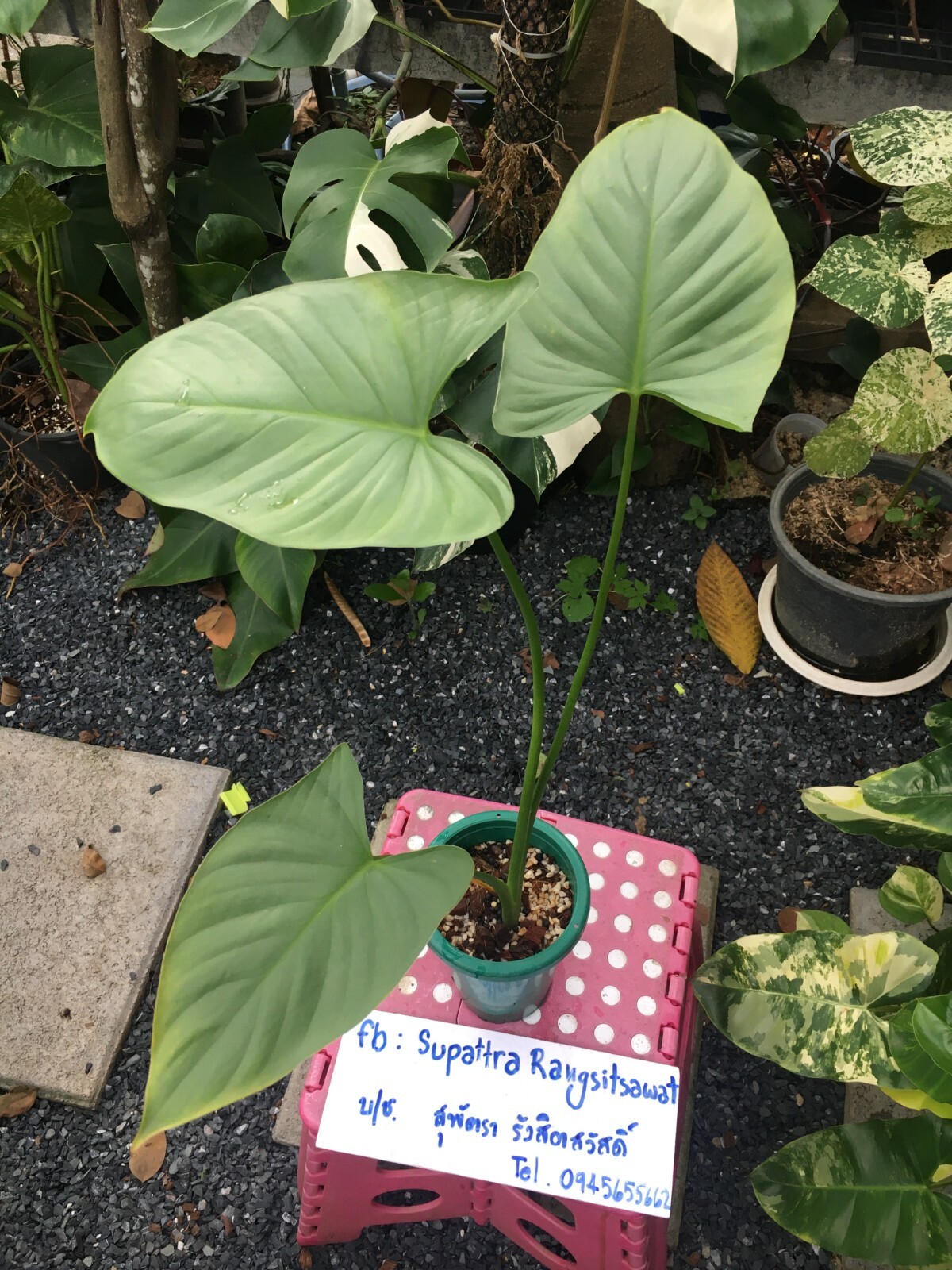 Homalomena Silver free Phytosanitary certificate