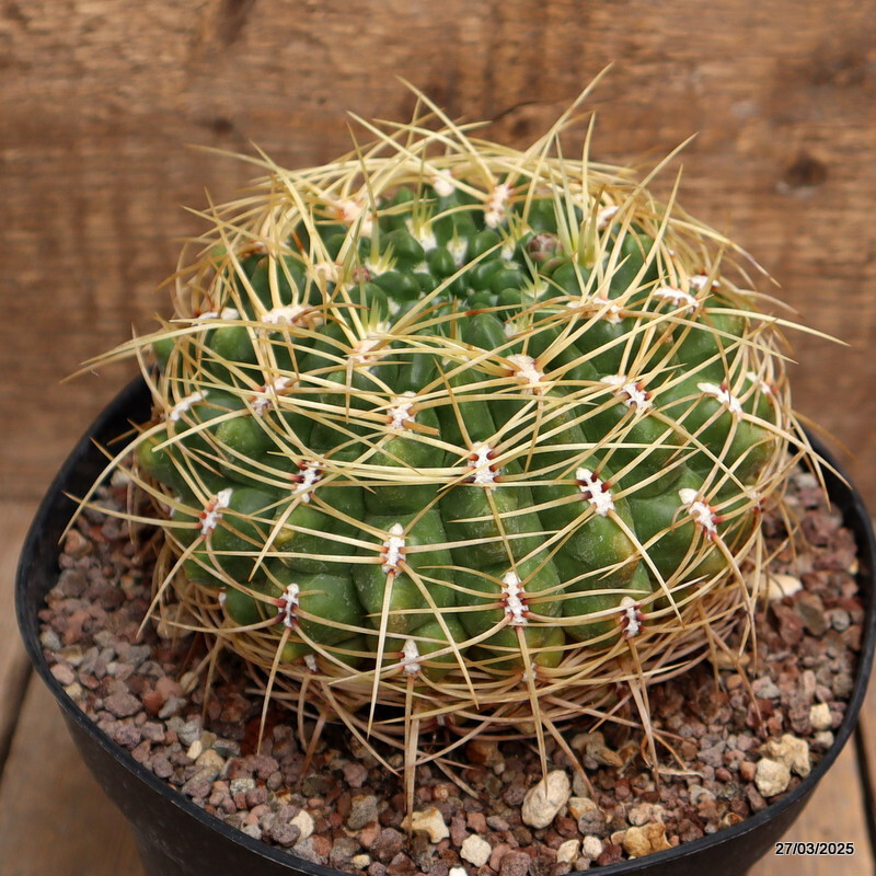 A7129 GYMNOCALYCIUM MULTIFLORUM pot18-H11-W14 cm MaMa Cactus