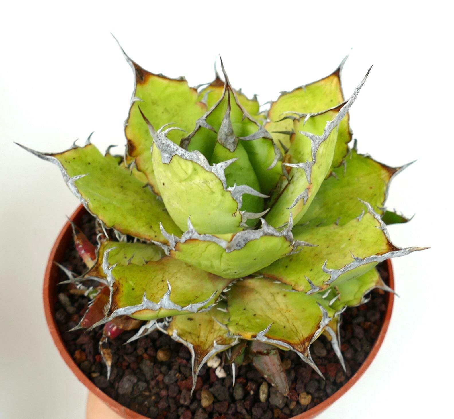 Agave titanota STRONG FINAL SPINES with offset – Rancho Tambor agave | Chalk aga