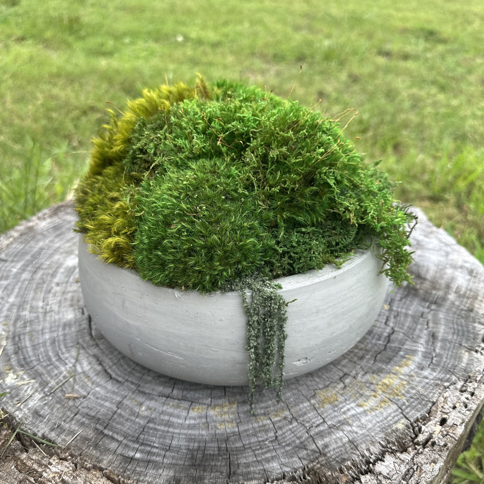 Preserved Moss Green Accent Bowl Table Design Arrangement Interior Garden Decor