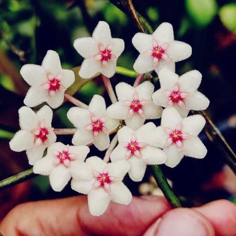 Real Picture Hoya Anulata Sp Papua Rare Plant