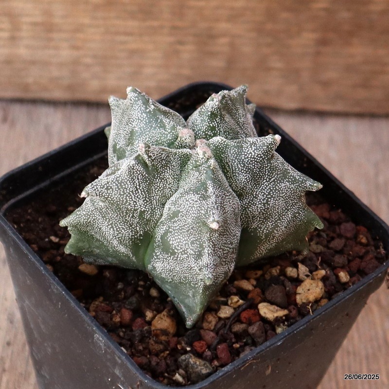 D4872 ASTROPHYTUM MYRIOSTIGMA KIKKO pot8-H5-W7 cm MaMa Cactus