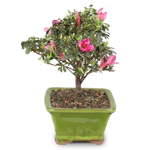 Brussel’s Bonsai – Live Satsuki Azalea Flowering Tree in Small, Green