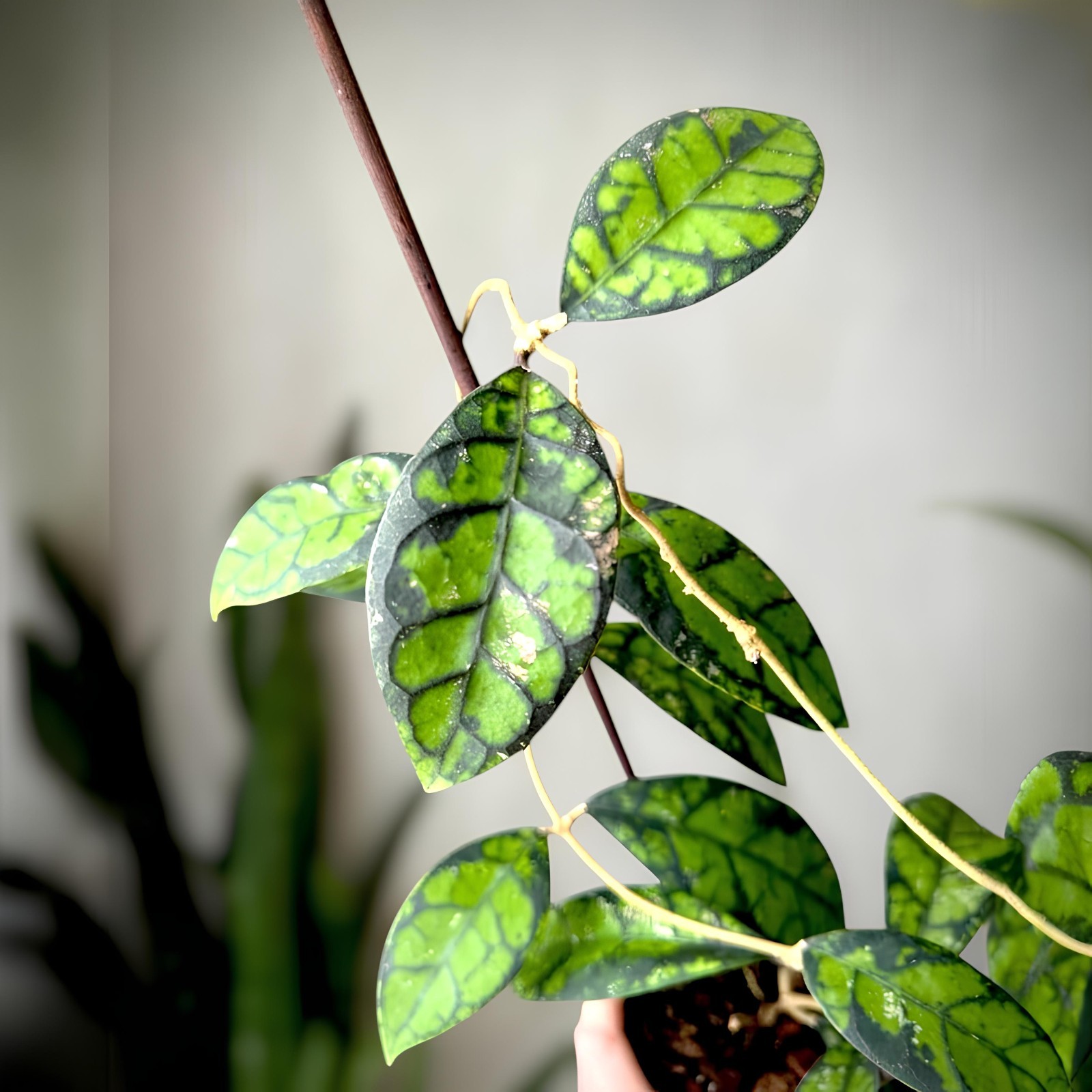 Hoya Callistophylla Jungle Plant
