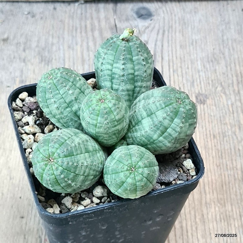 D6191 EUPHORBIA OBESA MULTIHEADS pot8-H5-W9 cm MaMa Cactus