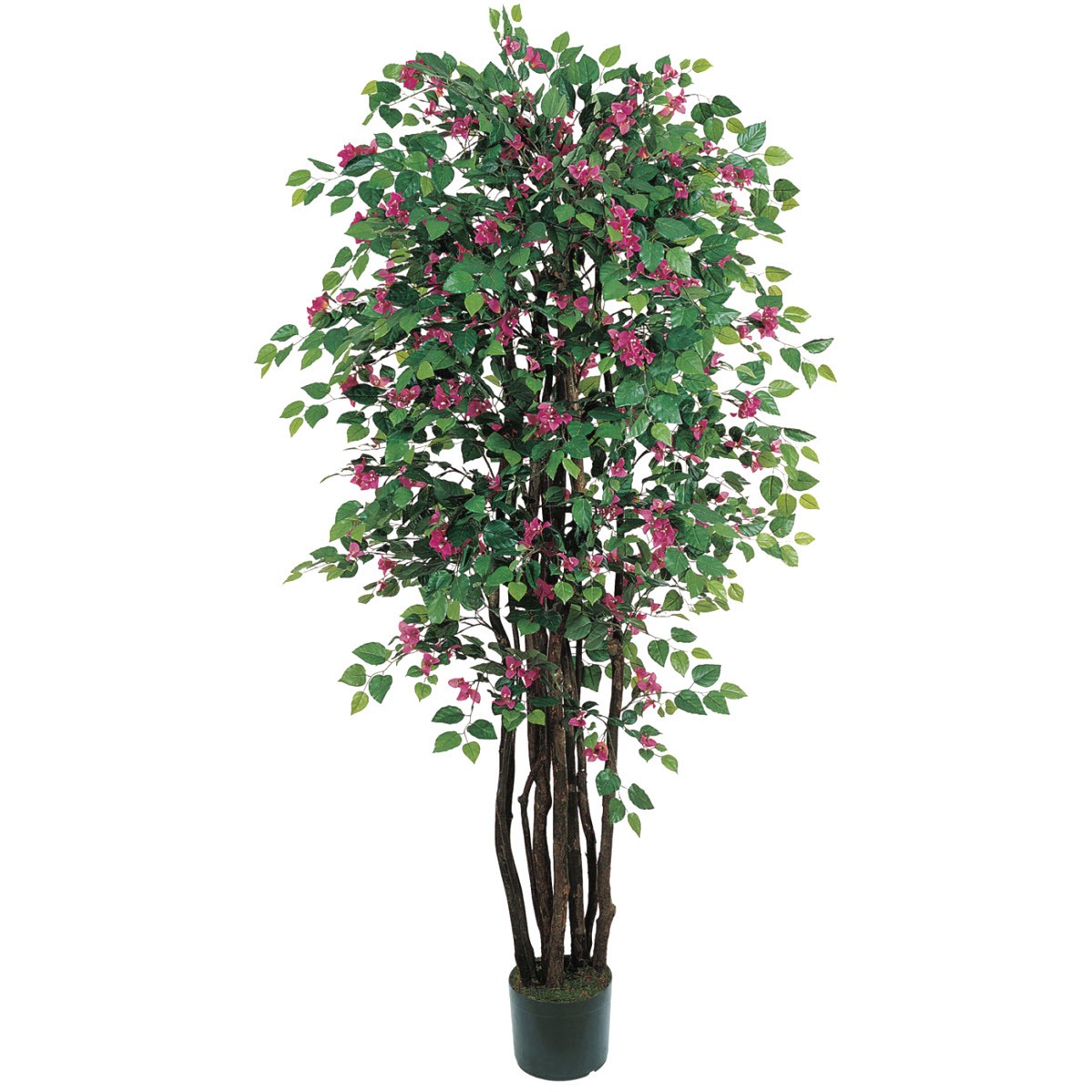 6′ Bougainvillea Silk Tree