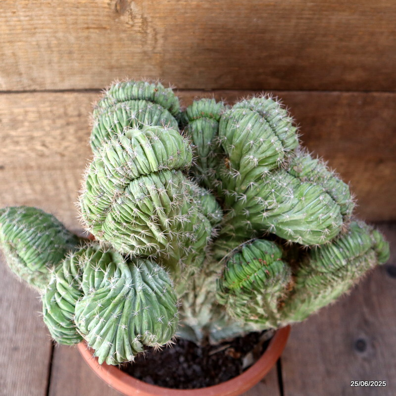 D4833 POLASKIA CHICHIPE CRESTED pot20-H30-W32 cm MaMa Cactus