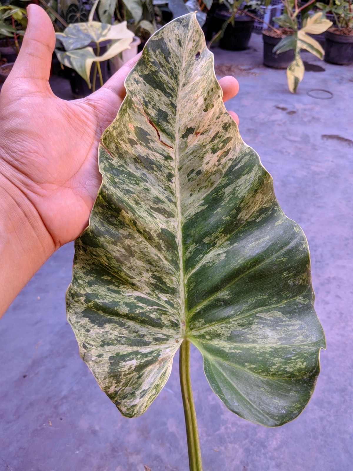 Philodendron Giganteum Blizzard Variegated Large Size Real Picture
