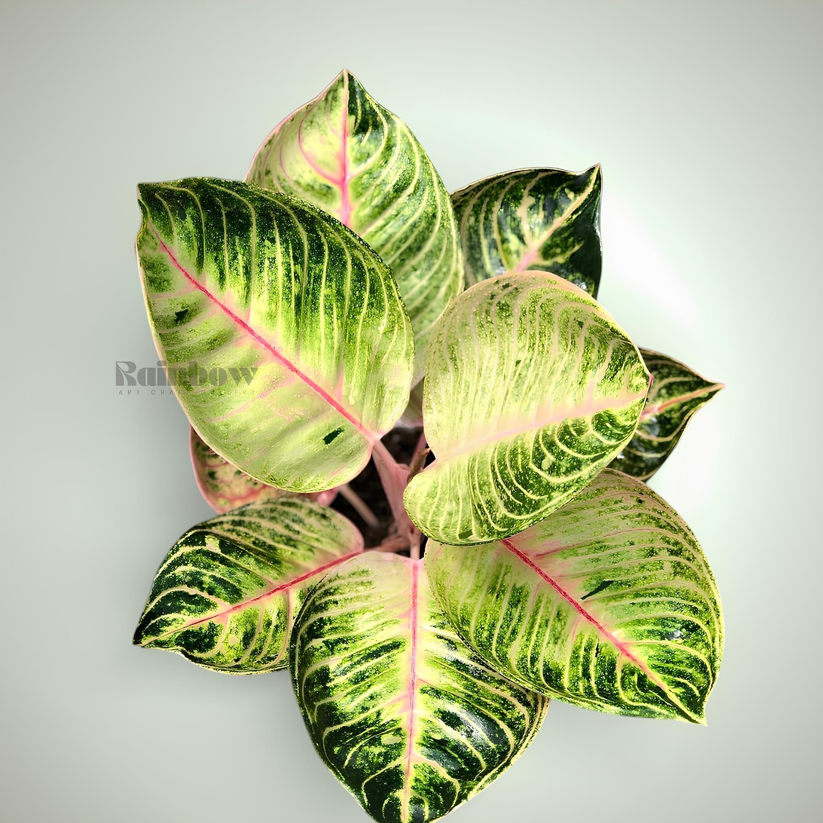 Aglaonema Moonlight Beatiful Ornamental Plant
