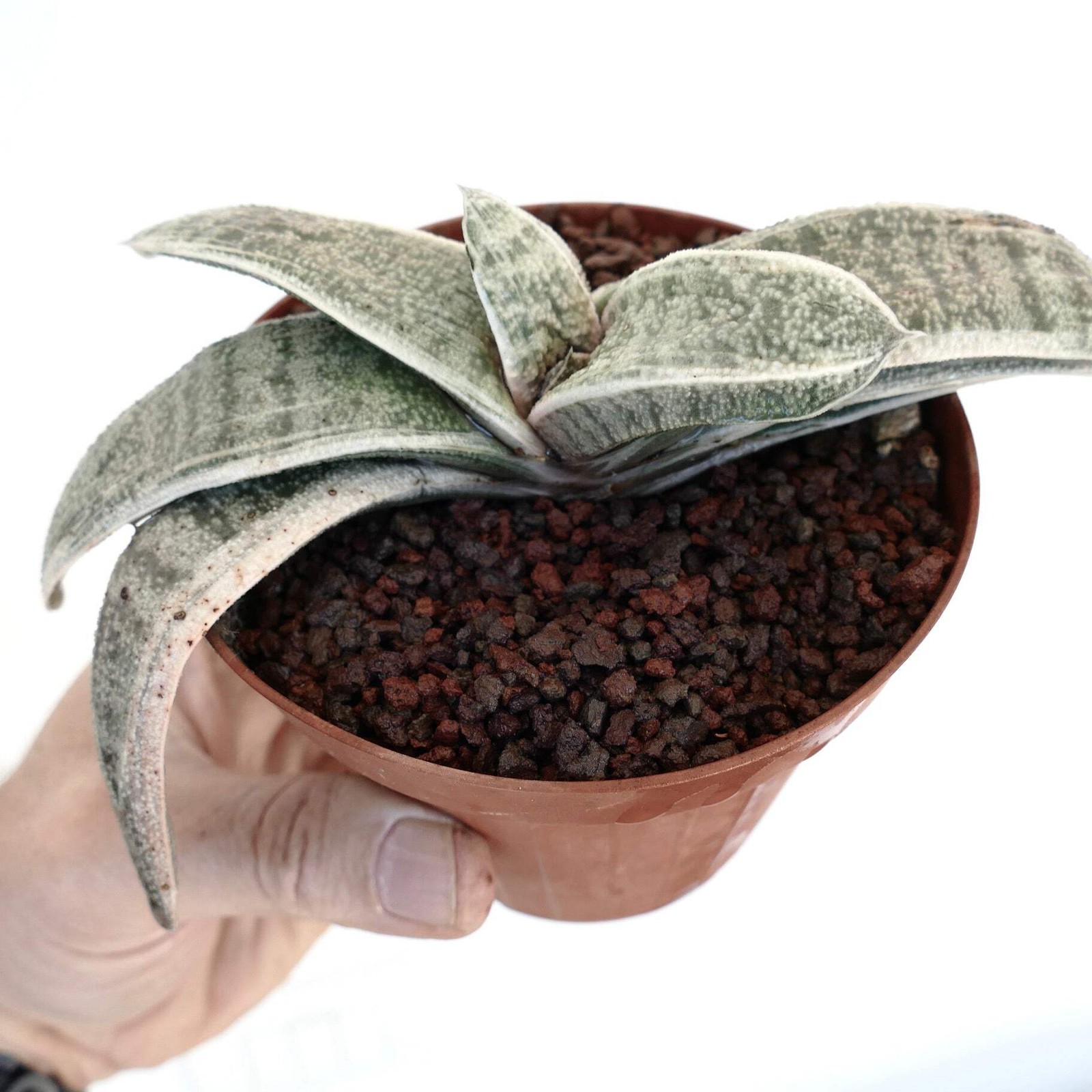 Gasteria batesiana WHITE VARIEGATED cv. ‘Carrara Marble’ – Bates’ gasteria | Whi
