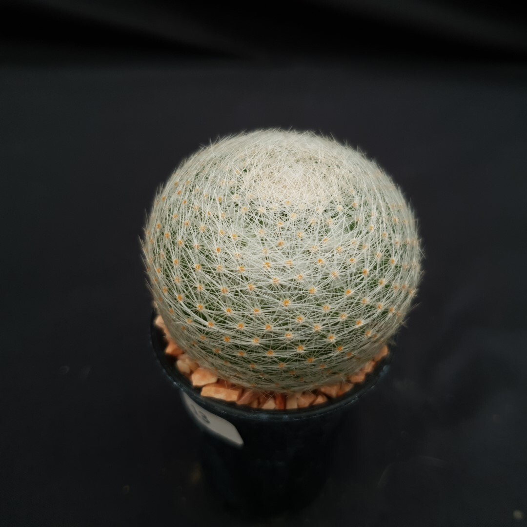 H13: Mammillaria lenta