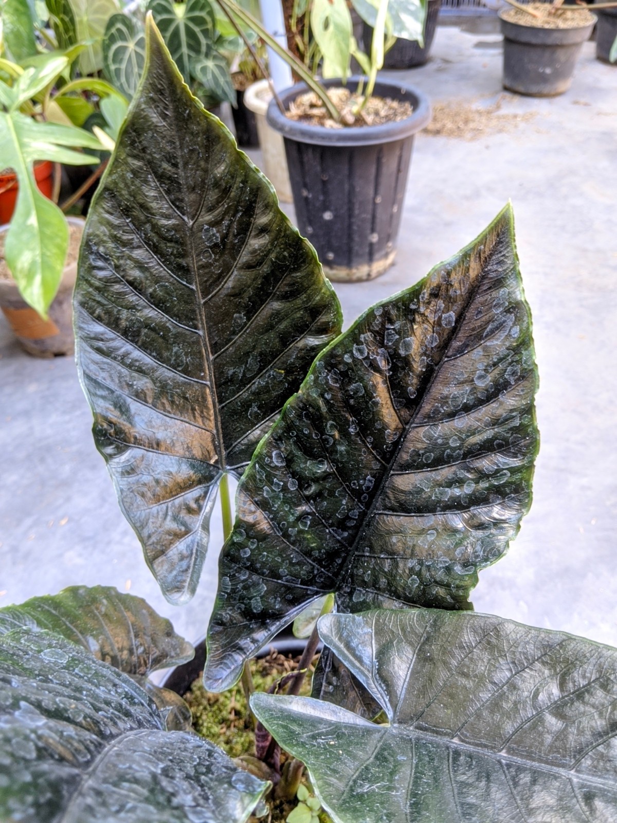 Alocasia Antoro Velvet Dark Foam Large Size Real Picture