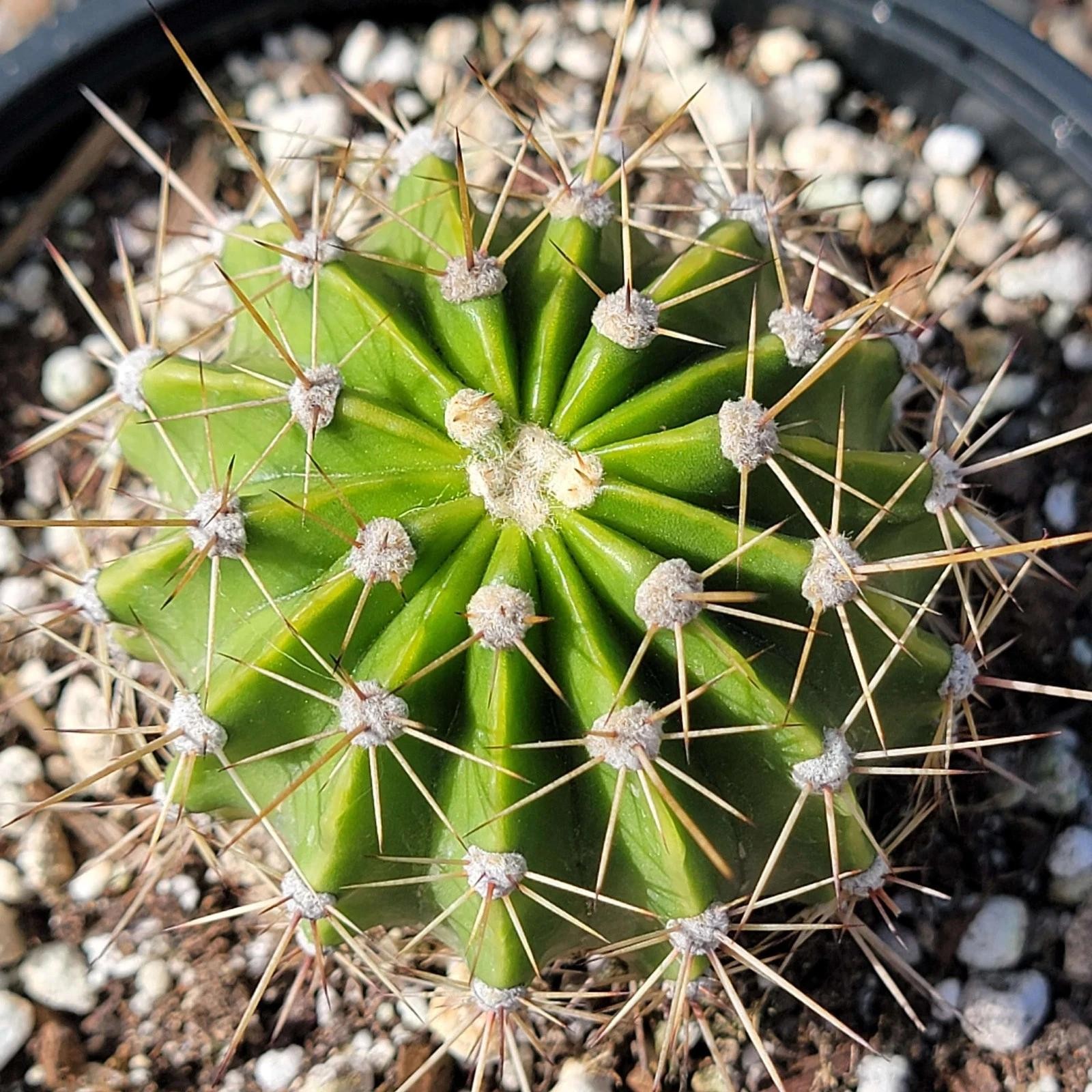 Echinopsis Oxygona Easter Lily Cactus Live Combo Flowering Cactus