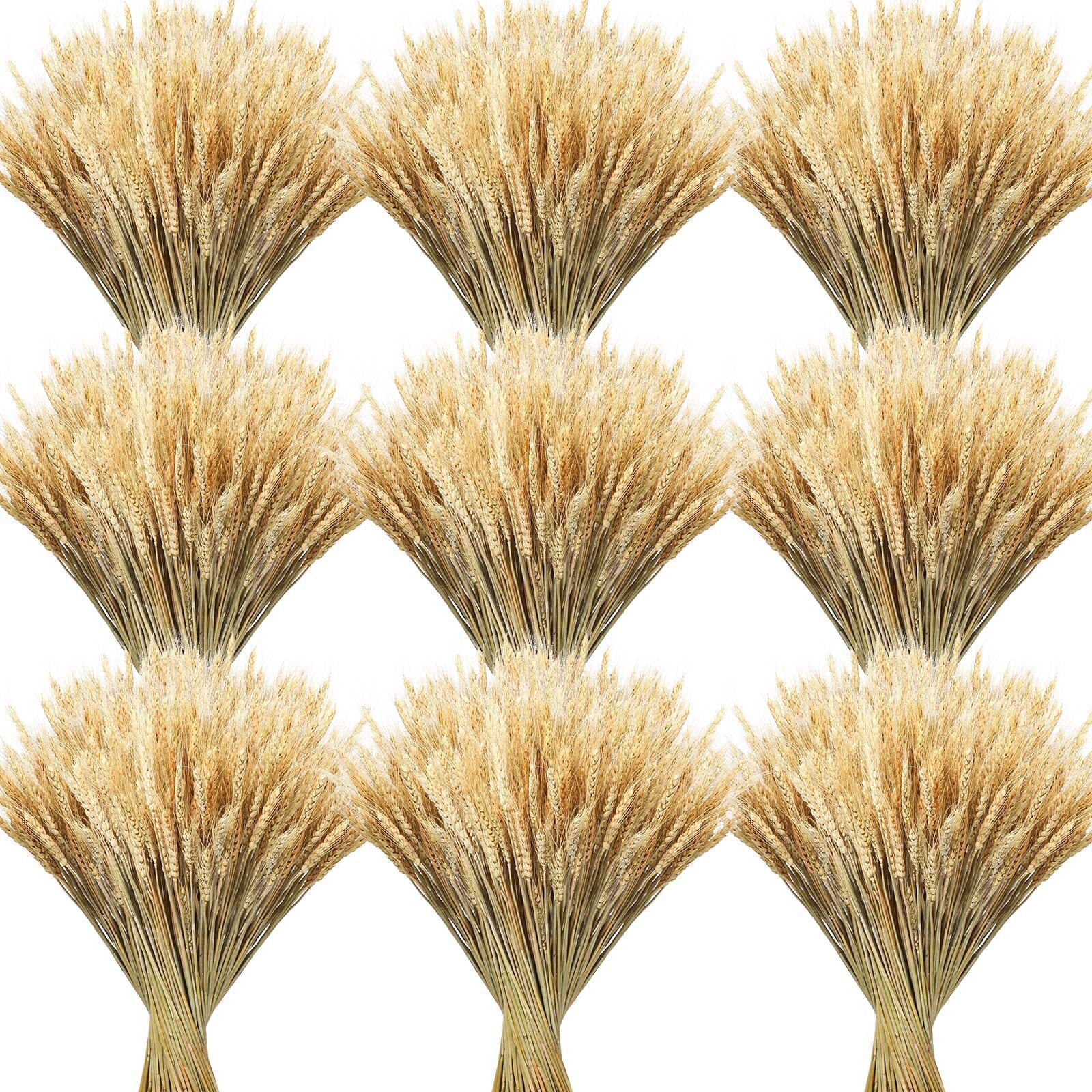 600 Pcs 16 Inch Natural Dried Wheat Stalks with Stems Dried Wheat Sheaves