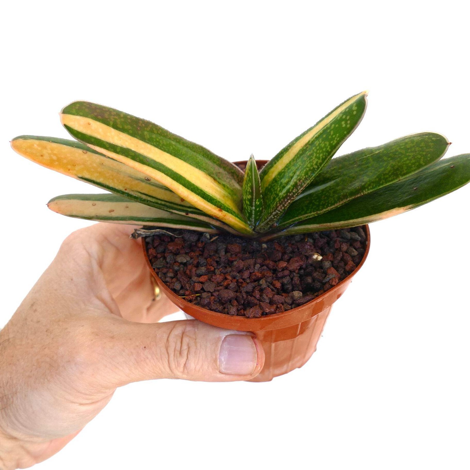 Gasteria carinata cv. ‘Rainbow’ VARIEGATED – Bredasdorp gasteria | Carinate gast