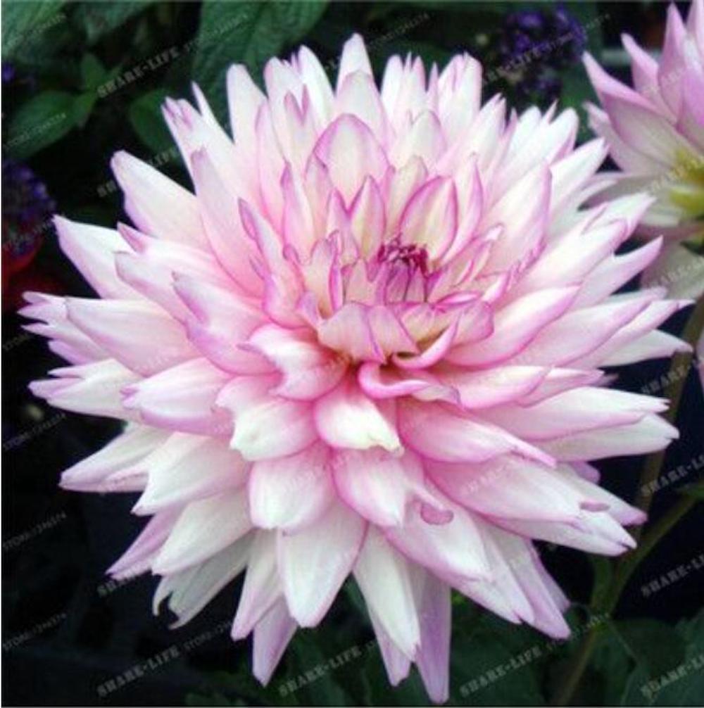 (10) DAHLIA SEEDS rare exotic flower bloom garden plant USA SELLER W/TRACK