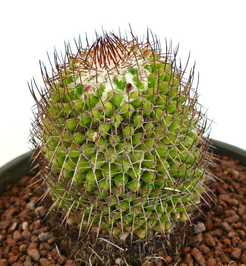 Mammillaria polythele (Guanajuato, Mexico) –