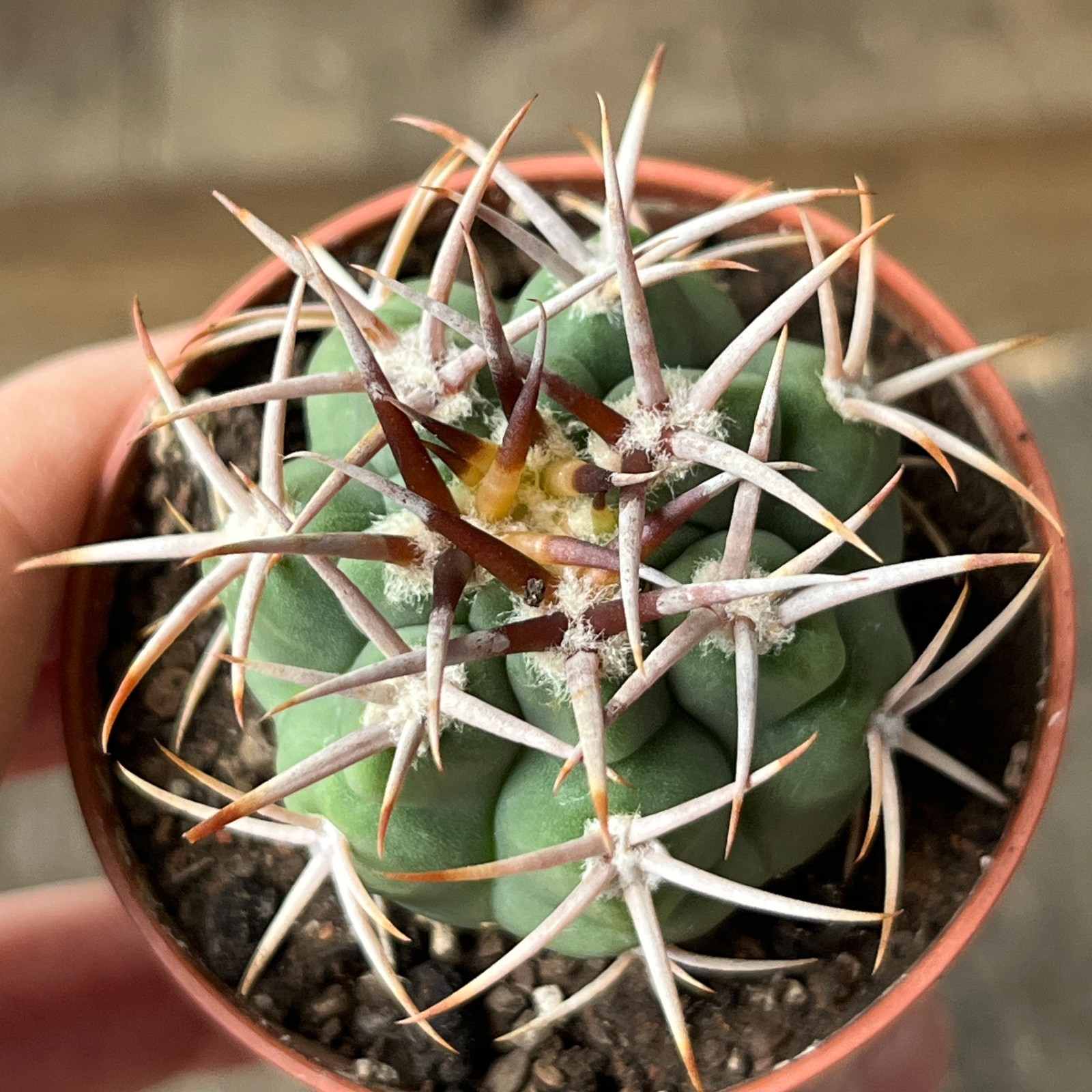 A45-1408 Gymnocalycium ferocior, AGUA de Ramon, own root