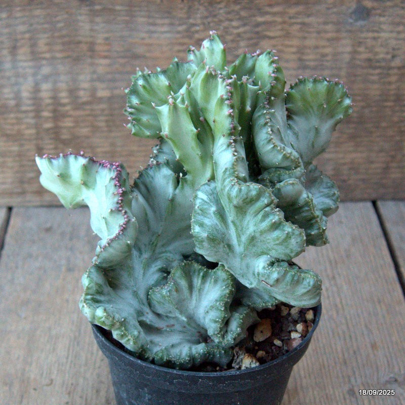 D6500 EUPHORBIA LACTEA CRESTED VARIEGATED pot10-H13-W15 cm MaMa Cactus