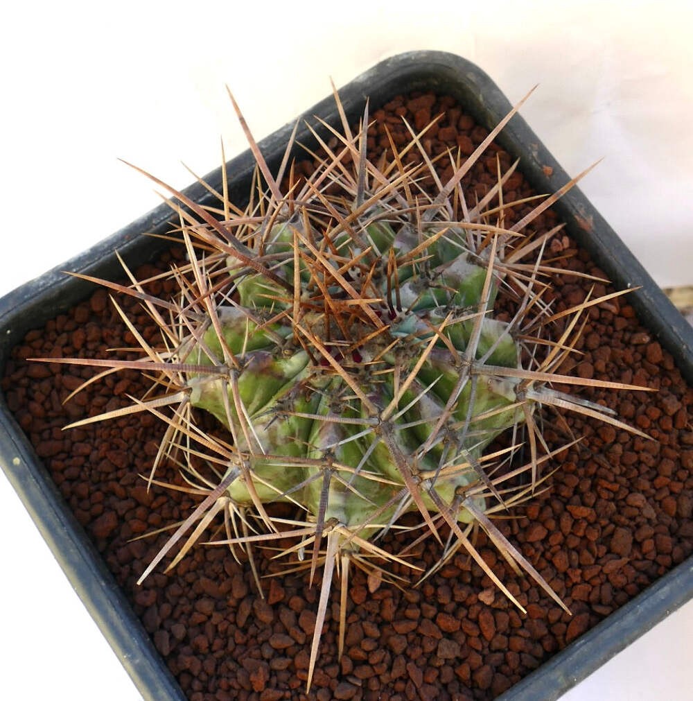 Echinocactus ingens STRONG SPINES 19cm – Giant barrel cactus | Mexican giant cac