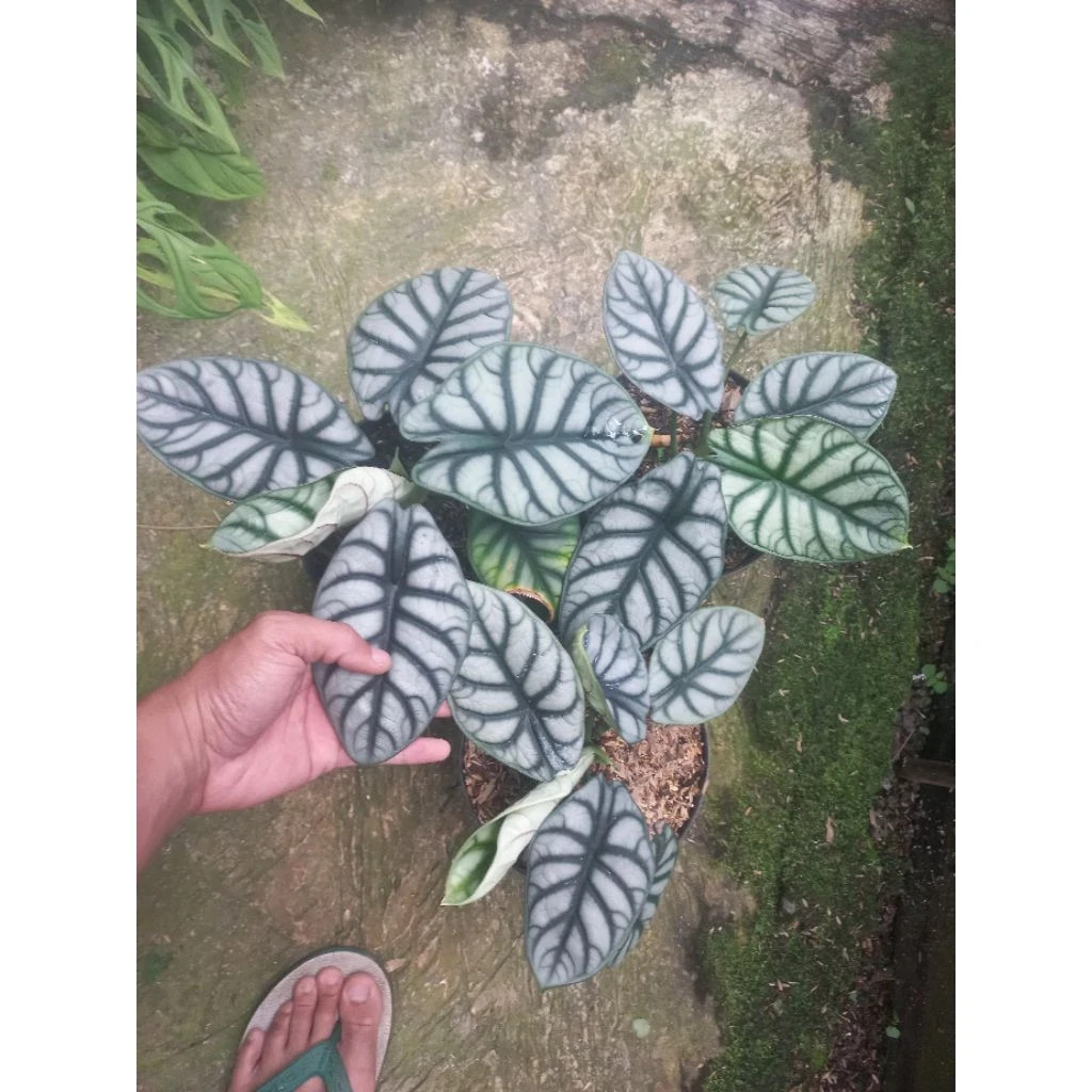 Alocasia Silver Dragon Rare Baginda Unique Live Tropical Plant PL106
