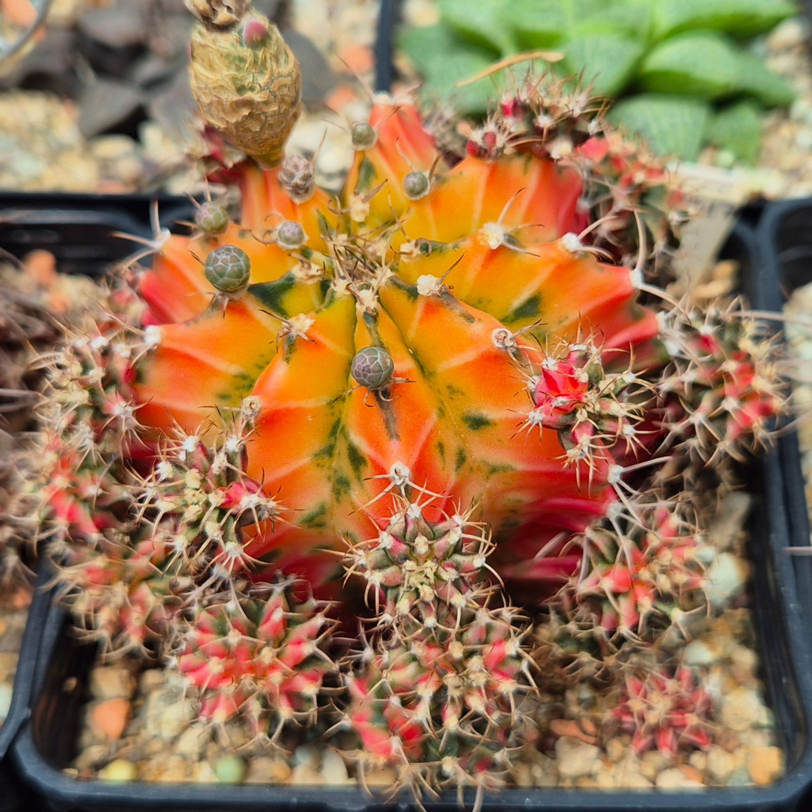 Gymnocalycium mihanovichii f.variegata VVG17 20seeds harvest 2025