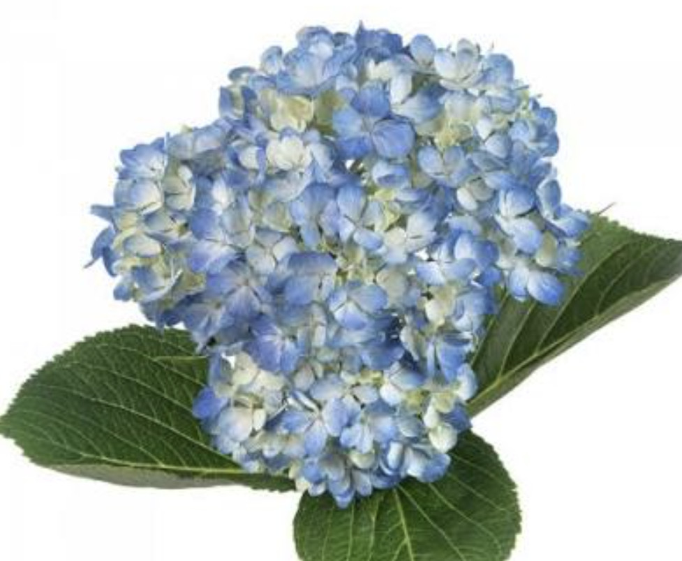 Box of 40 Fresh Blue Hydrangeas stem – Premium Quality Bulk Flowers for Events