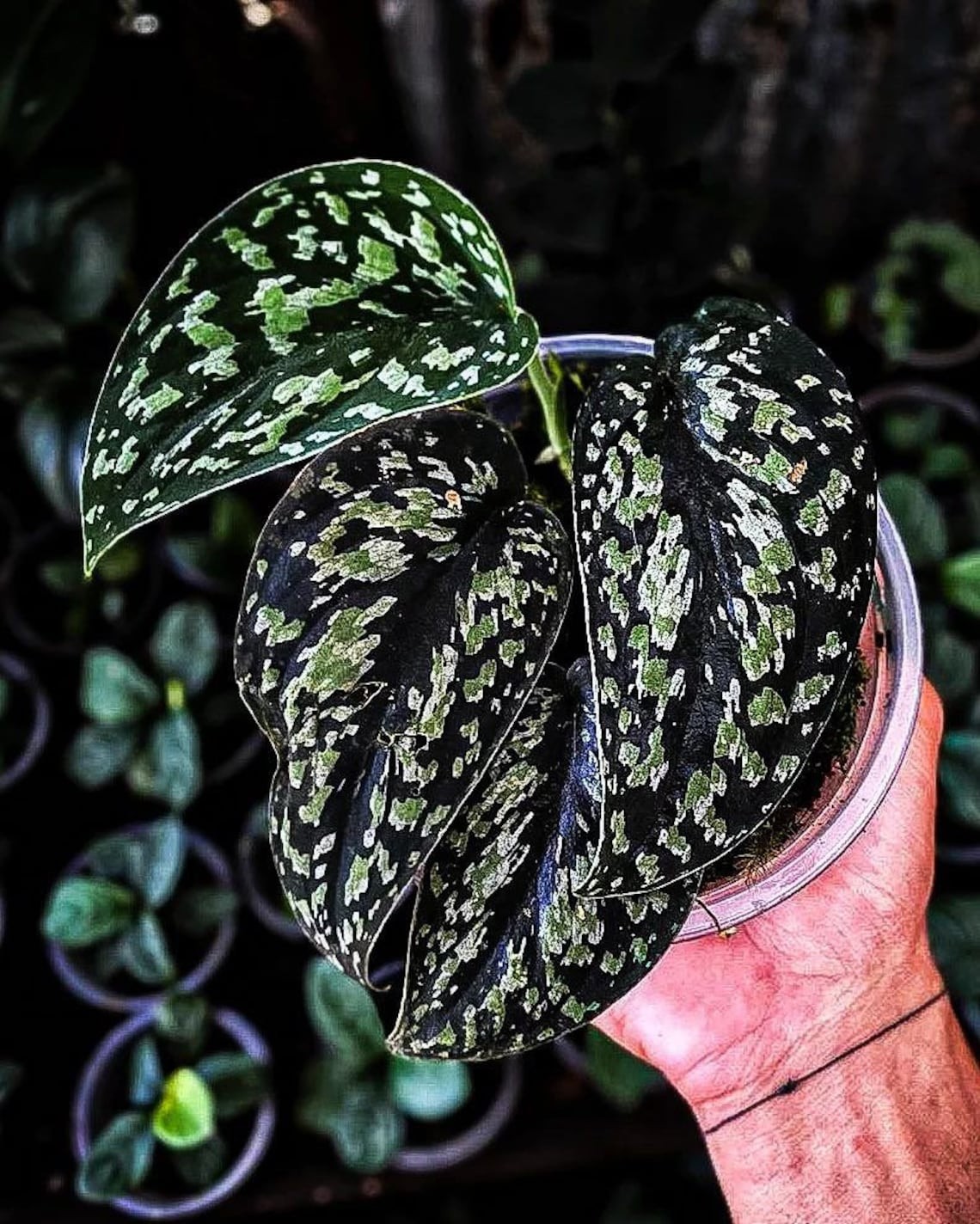 Scindapsus Tricolor Dark Form Sp Borneo Rare Tropical Wax Plant