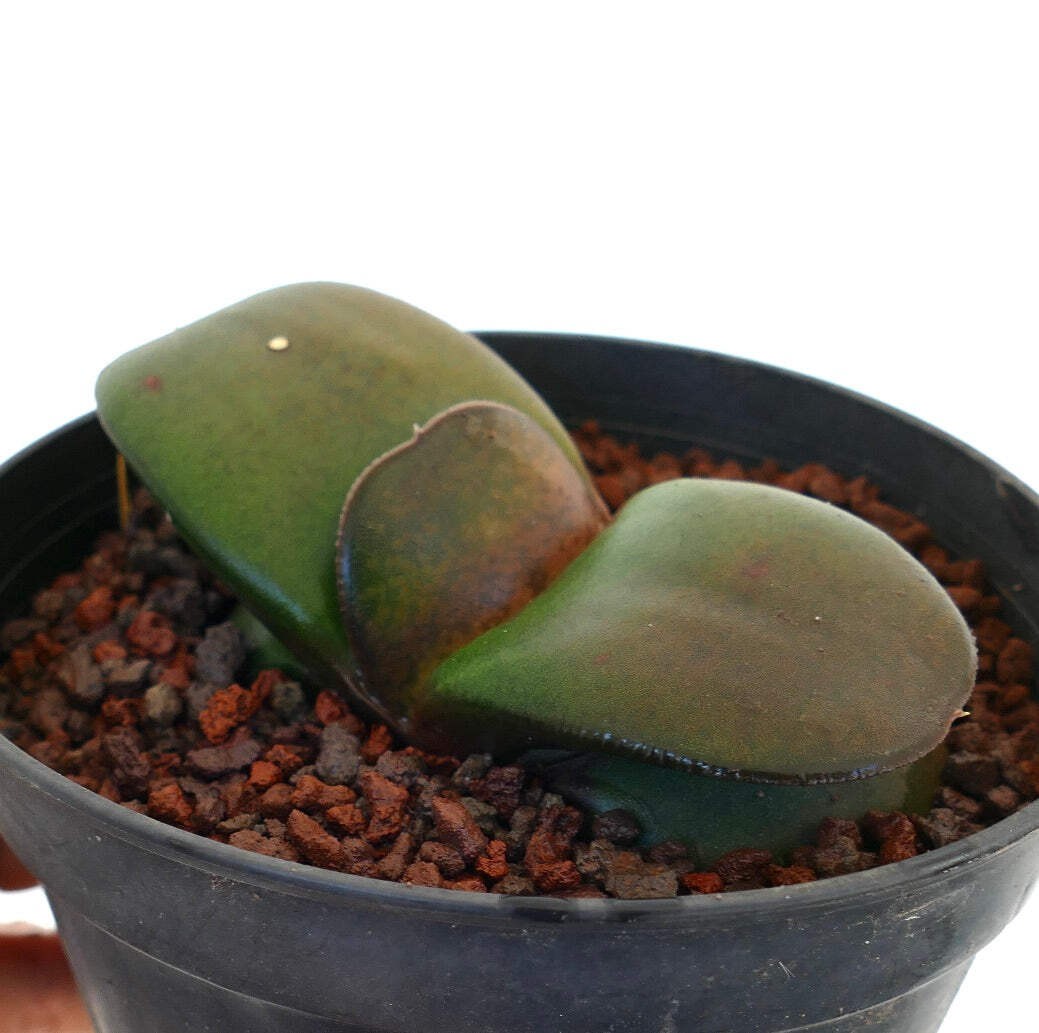 Gasteria pillansii cv 滑らか肌 SMOOTH LEAVES SELECTED – Namaqua gasteria | Pillans’s