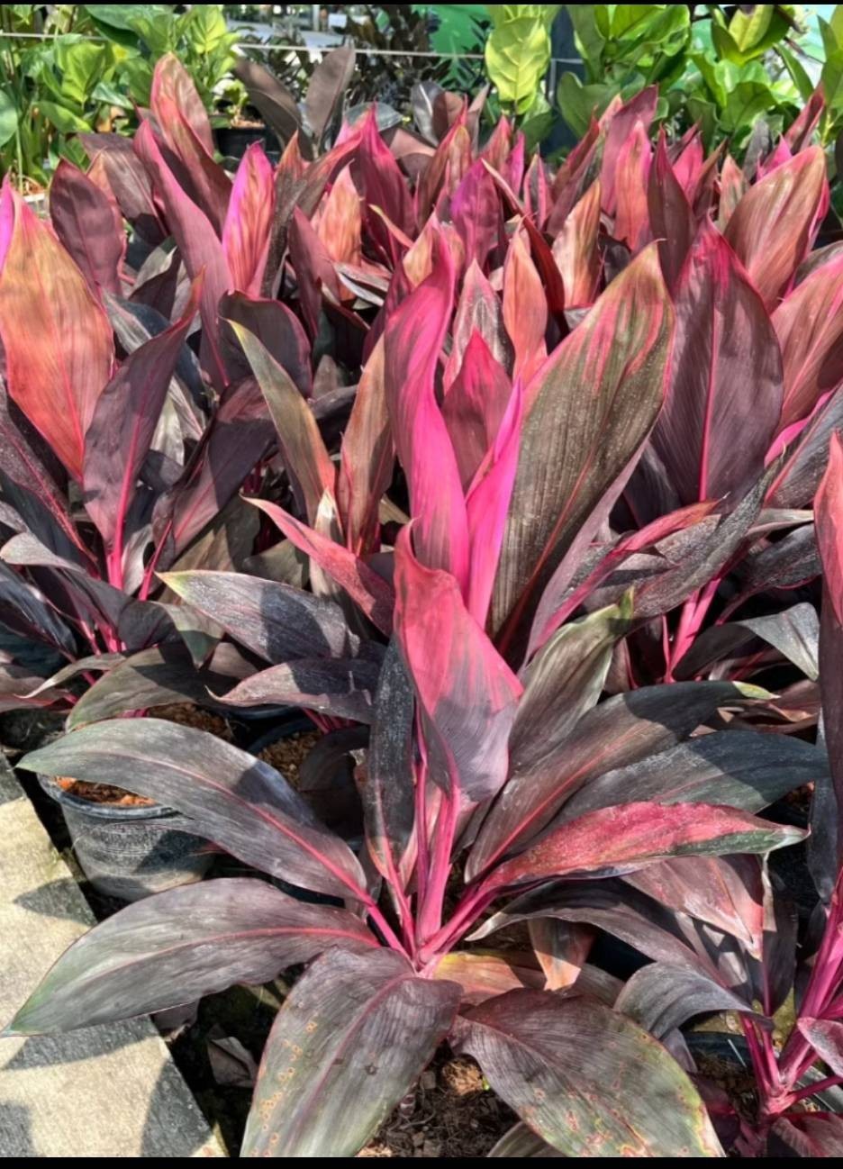 Cordyline fruticosa 2cuttings, 10-12 inches long