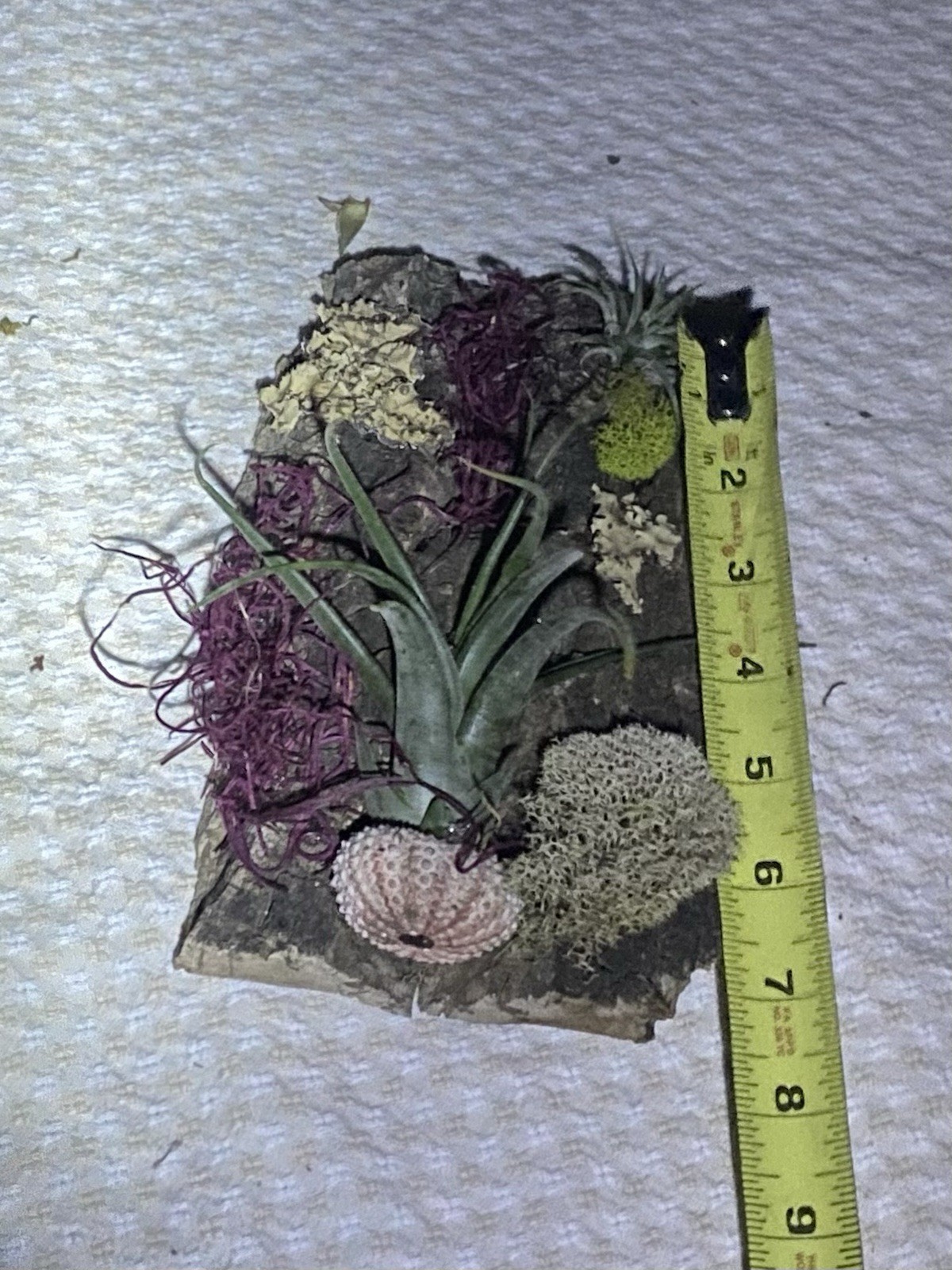 Air Plant, Preserved Moss Wall Art, Live Plants On Cork Board, Shell & Moss