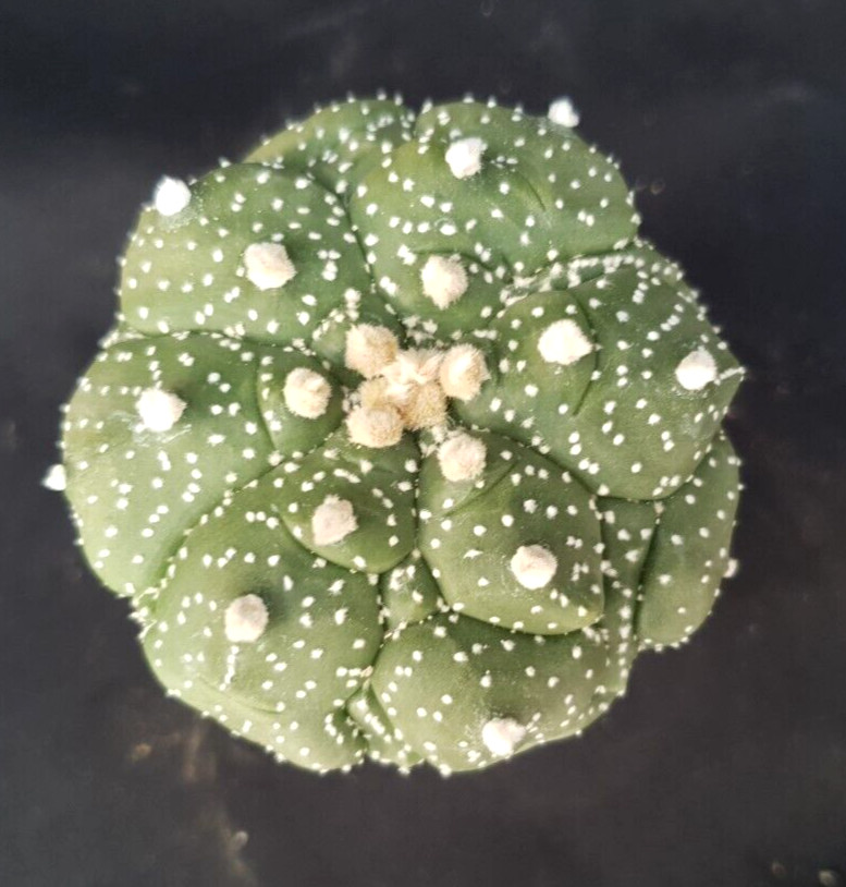 Astrophytum asterias ‘kikko’ seedling, seedgrown