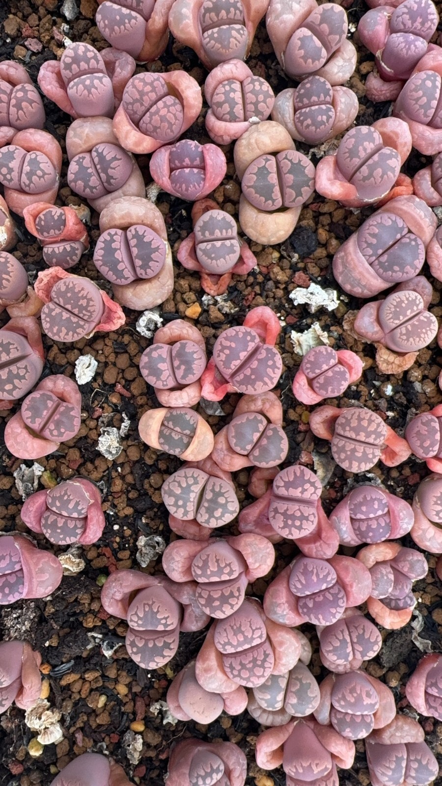 3 PCS LITHOPS GARDEN VARIETY PURPLE OTZENIANA