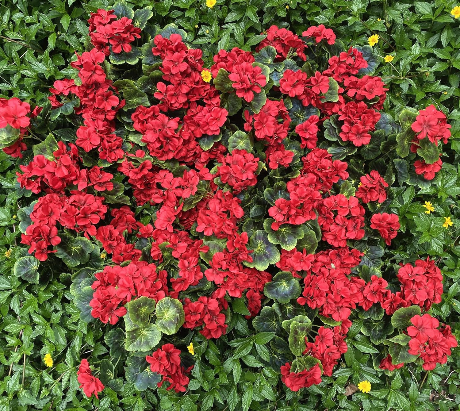 12 Pack Red Artificial Geraniums – Silk Flower Bundles for Home & Garden Decor