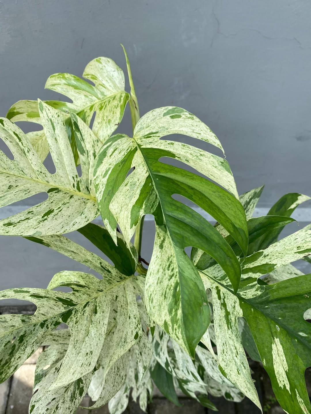 Epipremnum Marble Snow Variegated Very Beauty Real Picture Large Size
